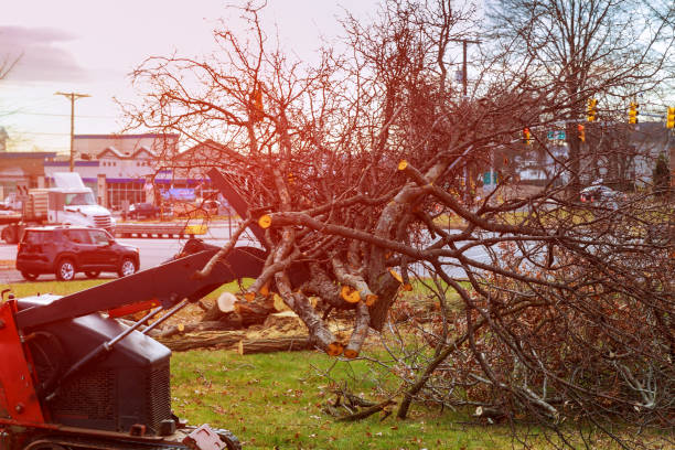 How Our Tree Care Process Works  in  Stillman Valley, IL